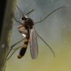 Rymosia fasciata